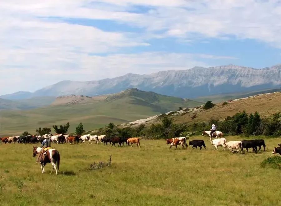 加拿大艾伯塔省农业投资机会介绍及农产品贸易推介报名广州中食展