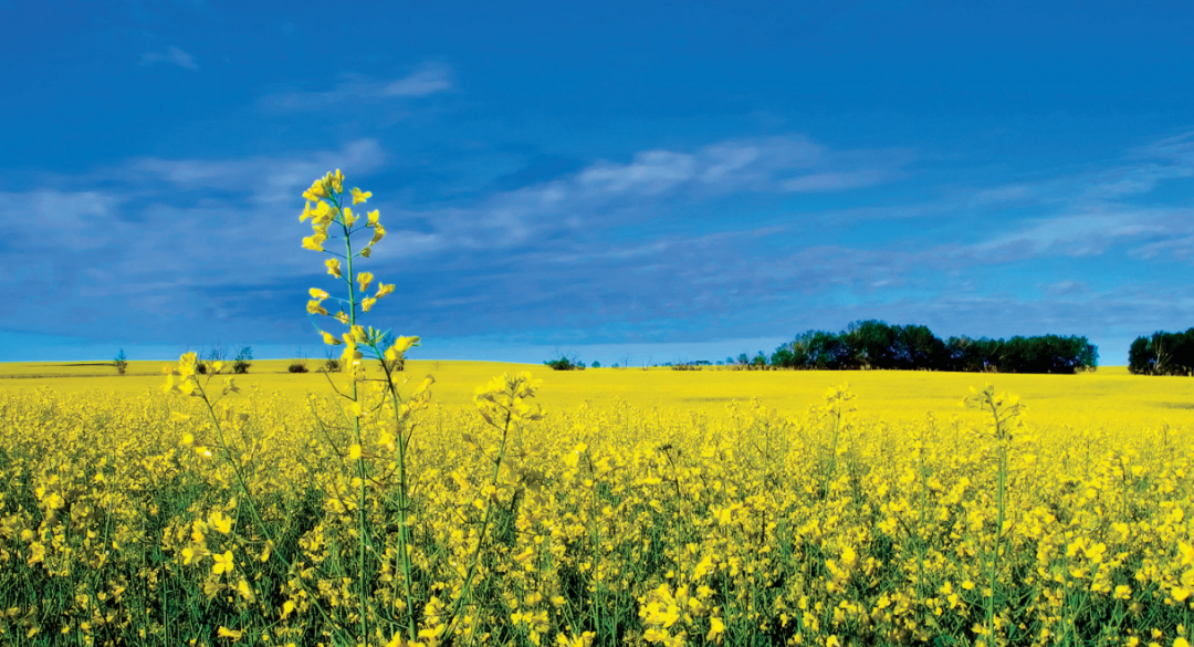 加拿大艾伯塔省农业投资机会介绍及农产品贸易推介报名广州中食展