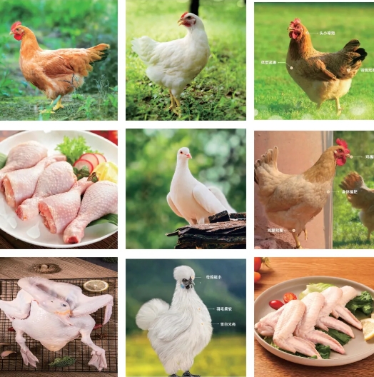 中国500强标杆企业：温氏食品集团股份有限公司携实力产品震撼亮相2024中食展®广州！