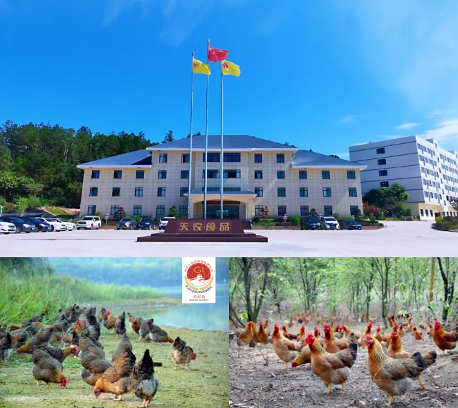 生态地标与匠心预制菜：清远展团携特色农产闪耀F2C中食展广州！